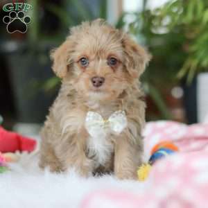 Parker, Yorkie Poo Puppy